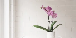 Orchidée : 15 erreurs à ne surtout pas commettre
