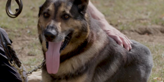 Logan, chien retraité de la police et blessé par balles, récompensé pour sa carrière et sa bravoure