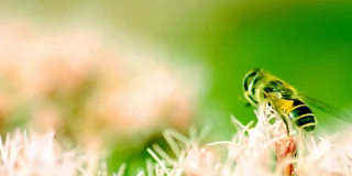 Désinsectisation Cholet : débarassez-vous des guêpes, abeilles, frelons, bourdons