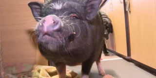 Une buraliste vend son bar et devient pédicure de cochons domestiques. "C'est comme une manucure."