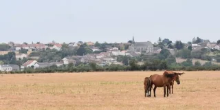 Cléré-sur-layon