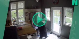 Aux Ãtats-Unis, un ours s'introduit dans une maison pour voler des lasagnes surgelées