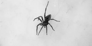 N'aspirez JAMAIS une araignée ! Voici l'erreur que tout le monde commet