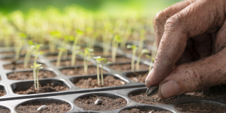 Raveenala : Plus de 100 variétés de semences disponbiles