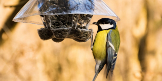 Il est temps d’arrêter de nourrir les oiseaux de votre jardin