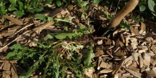 10 astuces pour mieux désherber son jardin