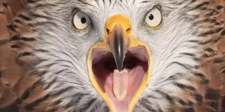 FORMATION ENERGETIQUE : auto-soins et communication avec les animaux totems (44)
