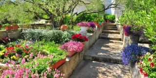 En plus d'être résistantes, ces plantes solaires égayeront votre jardin