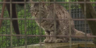 À la SPA de Cholet, les adoptions sont en hausse, mais l'inflation fait craindre une augmentation des abandons