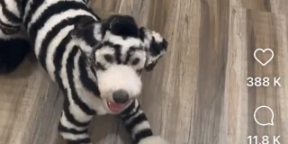 Ce créateur transforme les chiens en d'autres animaux. Est-ce véritablement dans l'intérêt des chiens ?
