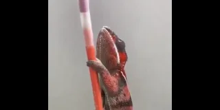 La capacité du caméléon à s'adapter aussi vite est impressionnante