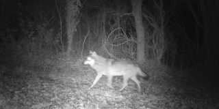 Un loup formellement identifié sur une photo à La Séguinière après plusieurs attaques de troupeaux