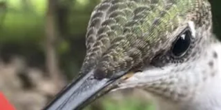 Superbe vidéo d’un colibri en plein déjeuner