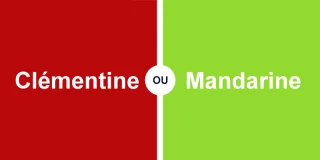 Clémentine ou mandarine, quelle différence entre ces deux agrumes ?