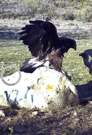 Oh ! La bande de rapaces…