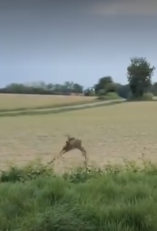 Insolite. La danse du chevreuil ivre filmée par la gendarmerie de Saône et Loire