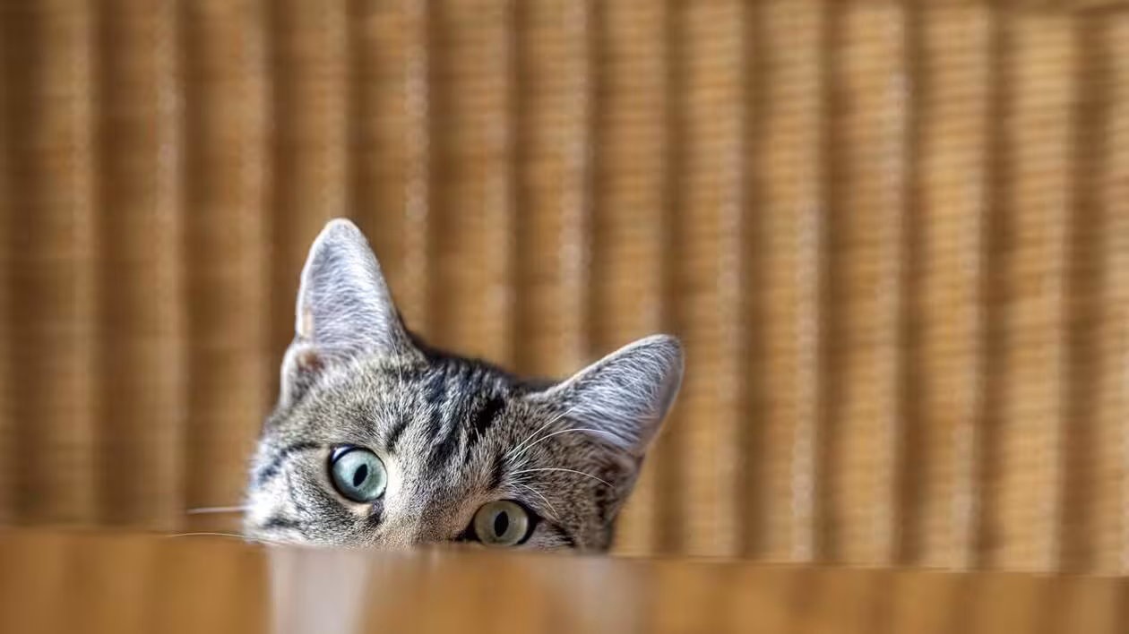 « Petite annonce insolite » : son chat rapporte un poisson vivant, elle réussit à retrouver sa propriétaire